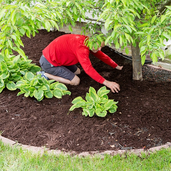 mulch installation the cost of mulch installation can vary depending on the size of the area to be covered and the type of mulch being used